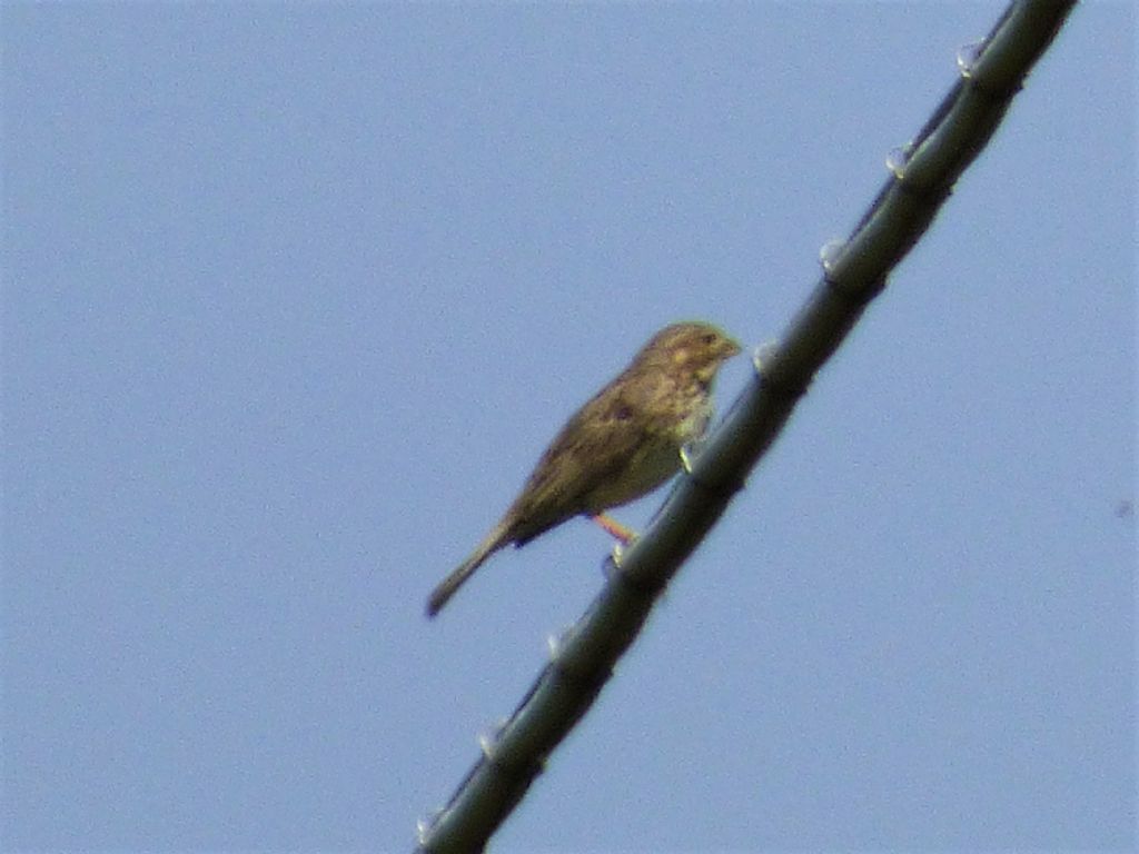 Strillozzo (Emberiza calandra)